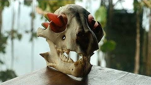 Gabriel Orozco: On Photography | Art21 "Extended Play"