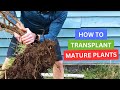 How To Transplant Mature Plants!