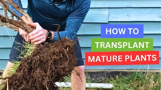 How To Transplant Mature Plants!