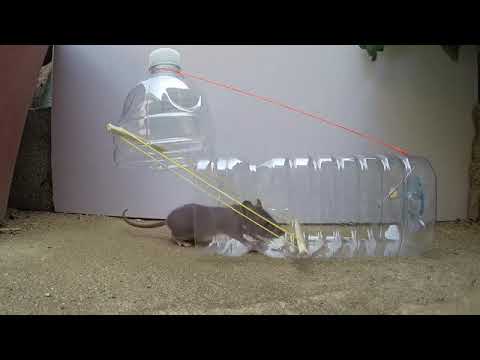 Video: Una trappola per topi umana ricavata da una bottiglia di plastica. Come catturare un topo? Modi e segreti