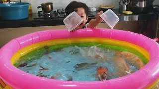 Campur Semua Ikan Hias Ke Kolam Renang Channa, Toman, Koi, Lele, Koki, Cupang, Ikan Mas, Belut