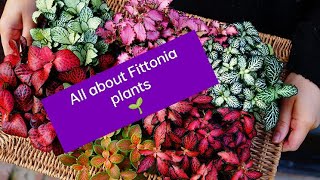 Fittonia plants care | vein plant or nerve plant | Malayalam | New Trends