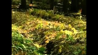 Sunday Special 20021117  #006