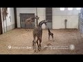 Baby giraffe meeting dad for the first time  seneca park zoo
