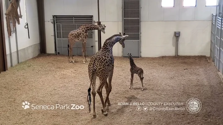 Baby Giraffe Meeting Dad for the First Time - Seneca Park Zoo - DayDayNews