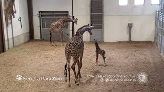 Baby Giraffe Meeting Dad for the First Time - Seneca Park Zoo