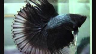 Betta Splendens Tail Types