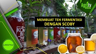 PROSES PEMBUATAN TEH KOMBUCHA