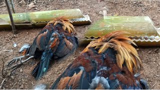 Create amazing trap chicken superb