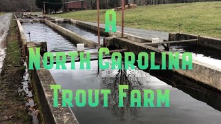A North Carolina Trout Farm