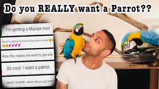 owning a macaw