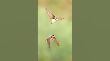 Ever Seen Swallows Like This? Watch Closely. #birdphotography #shorts #wildlife
