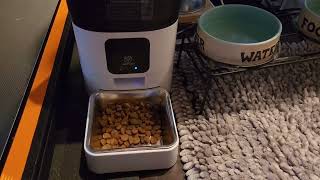 Raiden got a gift. PAPIFEED Automatic Dog Feeder Review