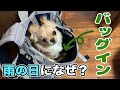 【犬】子犬チワワが雨の日なのにバッグに入りたがる理由が健気で可愛い