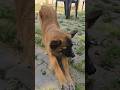 dog playing | dog sound video | dog sound | dog voice | dog barking sound #shorts