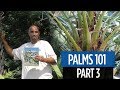 Palms 101 part 3