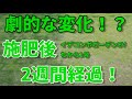 【芝生】肥料後2週間で劇的な変化！？