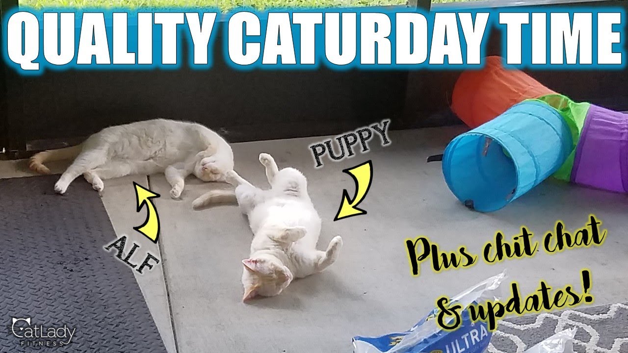 cat food recipes easy Quality Caturday Time + chit chat, updates & CatCon 2019 😻 - The Chronicles of Puppy & Alf