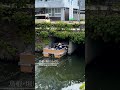 Horikawa Boat, Matsue Castle | 松江堀川めぐり #shorts #shrine #japantravel