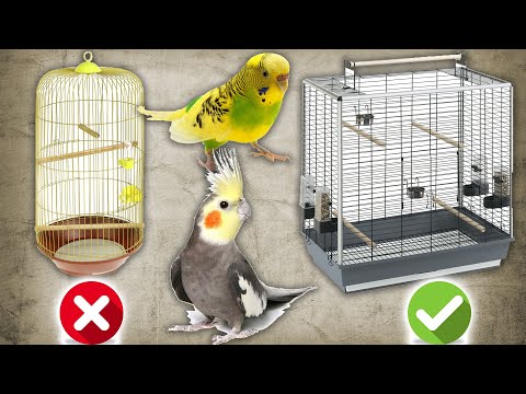 Видео: Клетка для попугая кореллы, волнистого и неразлучника - как выбрать и как обустроить?