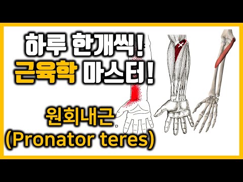 #3-12. 원회내근(pronator teres)/근육학 마스터/힐링무브/healing move