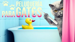  Peluqueria Para Gatos Curso Online 