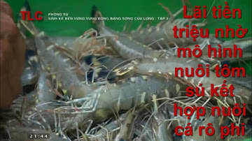 Lãi tiền triệu nhờ mô hình nuôi tôm sú kết hợp nuôi cá rô phi