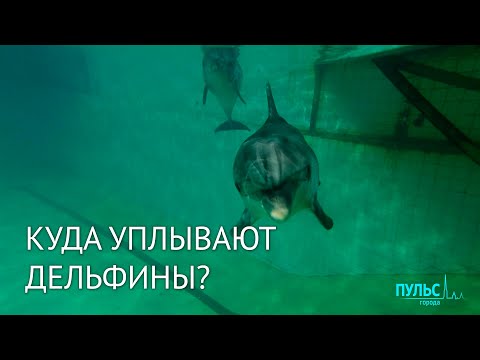 Единственный дельфинарий в Петербурге закрывается
