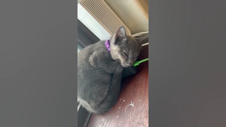 Video 8377931: cute grey cat, funny grey cat