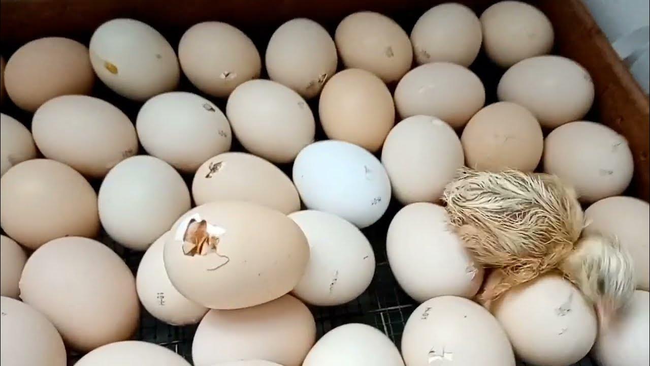 Инкубация яиц в инкубаторе блиц норма 72