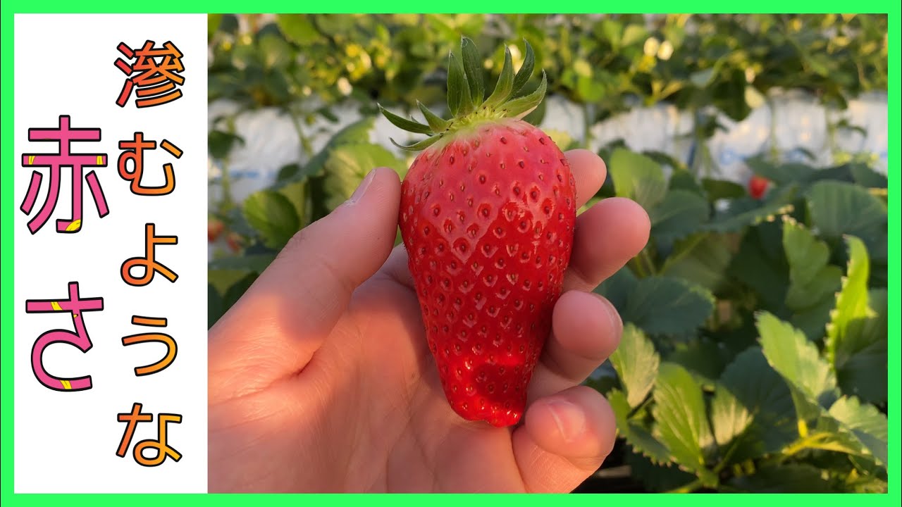 The way they blush has changed!] The strawberries have suddenly