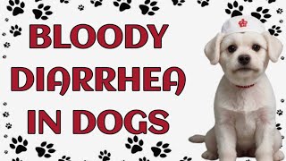 🐾 Bloody Diarrhea in Dogs: Causes and Prevention by Paws and Purrs 8 views 8 days ago 4 minutes