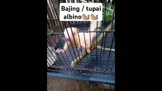 bajing || tupai albino #bajingkelapa #tupai #albino #tupaialbino #bajingalbino