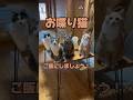 【お喋り猫】ご飯にしましょう! #保護猫 #しゃべる猫 #喋る猫