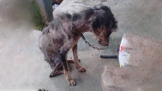 Every Time Someone Approached, She Cowered, Just Like a Thousand Times Before She Had Endured by Animal Rescue 32,498 views 4 weeks ago 8 minutes, 3 seconds