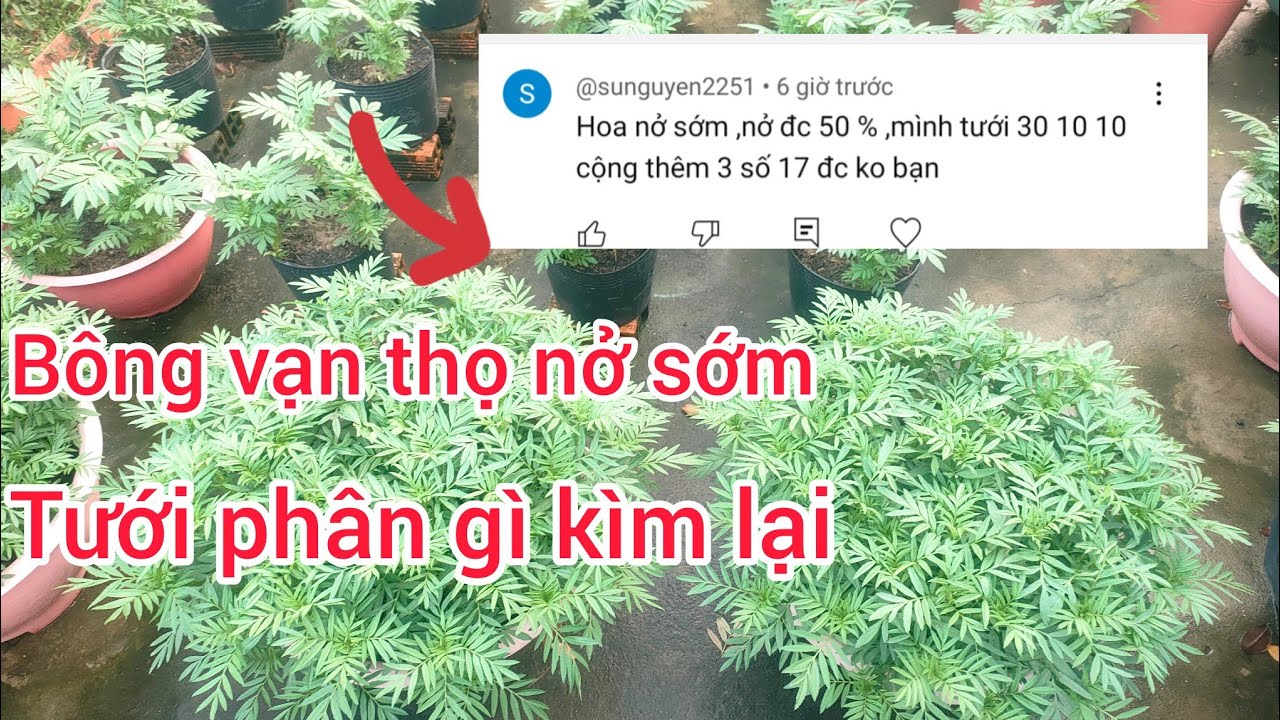 cách xử lý bông vạn thọ nở sớm nở trễ đúng kỹ thuật cho vụ tết