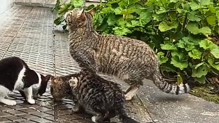 10 minutes of adorable kittens 😍 😺| Best funny cats videos 📸 by in our daily lives 471 views 1 month ago 10 minutes, 1 second