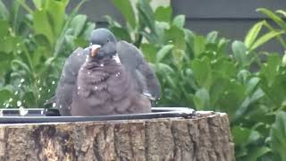 Peter the pigeon 11 splishing and splashing in the bird bath. by Boro Adventure 887 views 2 months ago 1 minute, 47 seconds