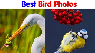50 Best Bird Photos Of 2024 Have Been Announced, And They’re Truly Amazing (NEW) || Fun Day