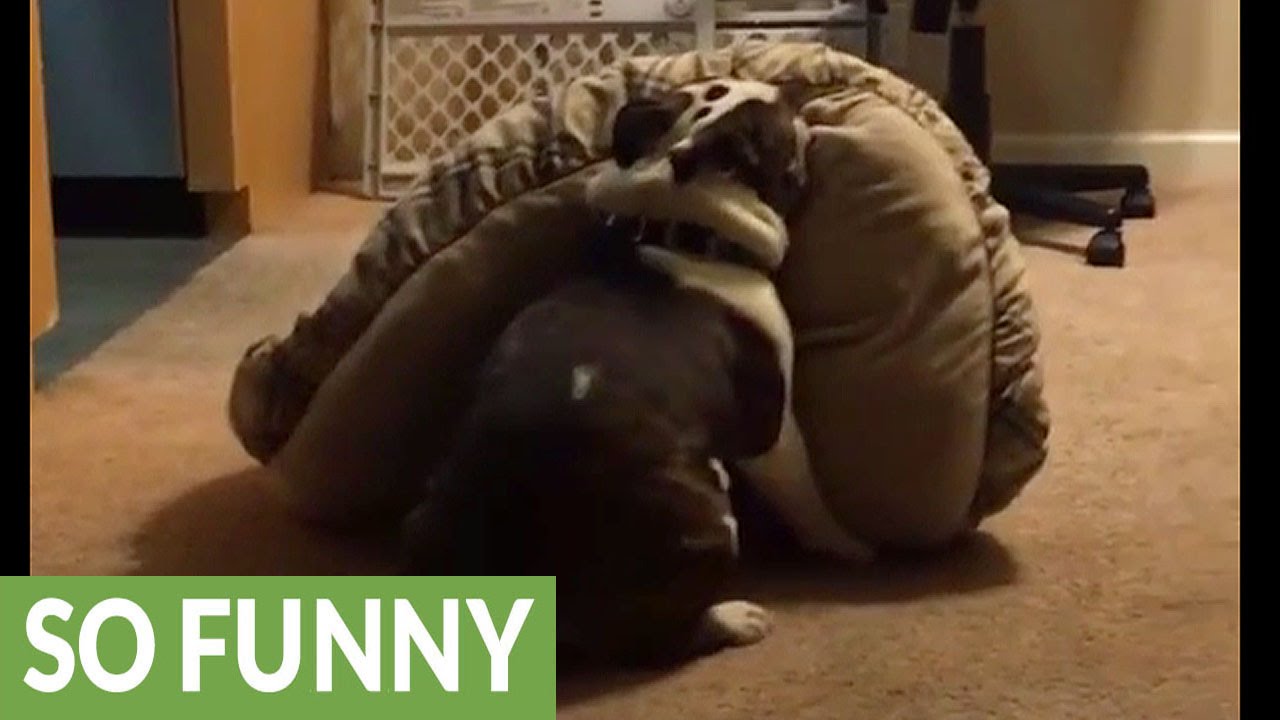 Jacked up English Bulldog gets the 'zoomies' YouTube