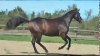 Dressage Eventing Horse