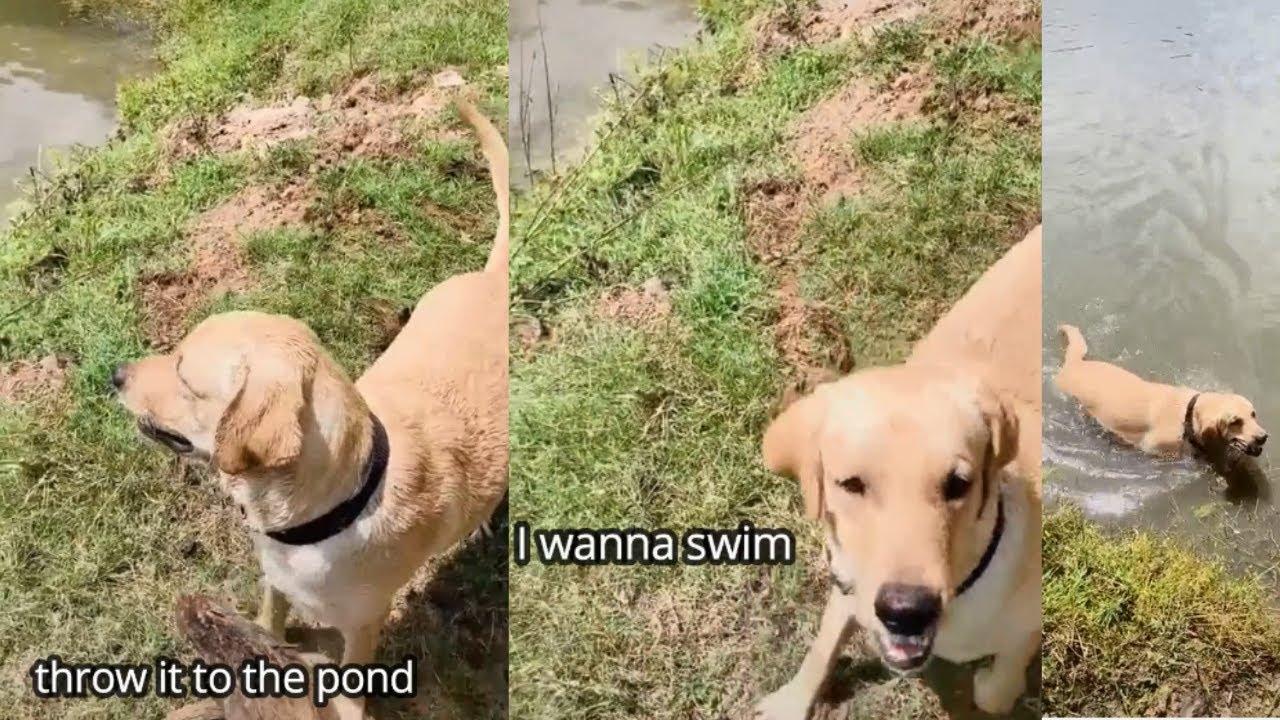 Labrador Dog Love Swimming In A Village Pond | Funny Dogs