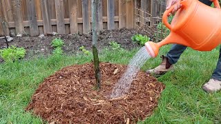 How to Water Your Trees: From Planting to Three Years