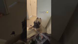 Even My Dog Is Scared of Mom 😂🐶 (Wait for It!)