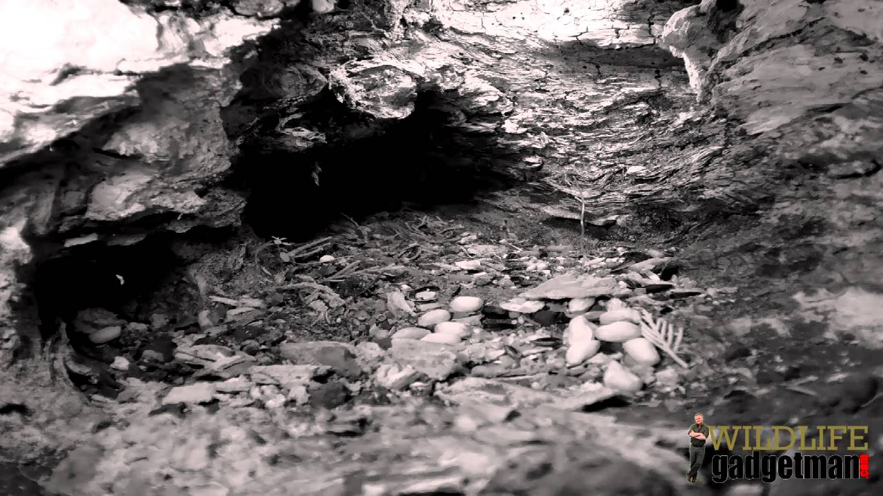 camera iphone 8 plus apk Wildlife Gadgetman - Mammal Stump Mouse Visits 090314