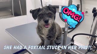Rescue Dog Gets Groomed | Watch This Girl Change Colors! by Salas Paw Spa 120,010 views 2 years ago 5 minutes, 22 seconds
