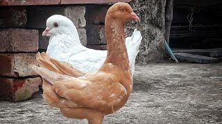 Fancy Pigeon Prices Show Quality Breeds.