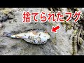 ハエがたかっているフグを海水に入れると..