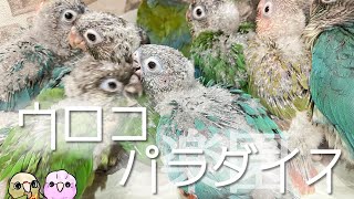 【ウロコインコ】これぞ楽園…！！ウロコまみれでお送りします【こんぱまる名古屋店】