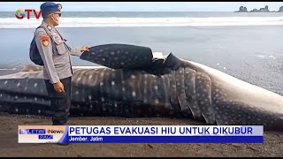 Heboh! Seekor Hiu Tutul Terdampar dalam Kondisi Mati di Pinggir Pantai #BuletiniNewsPagi 29/08